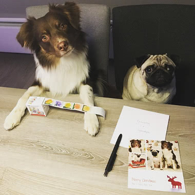 @pugpickles_shepherdsambal